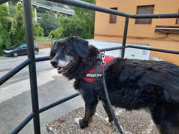 Residencia Canina y Felina Brañavalera