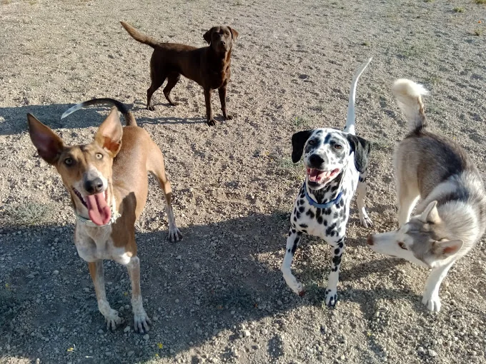 Residencia Canina y Felina, Peluquería Canina, Garras y Patas, Tenerife
