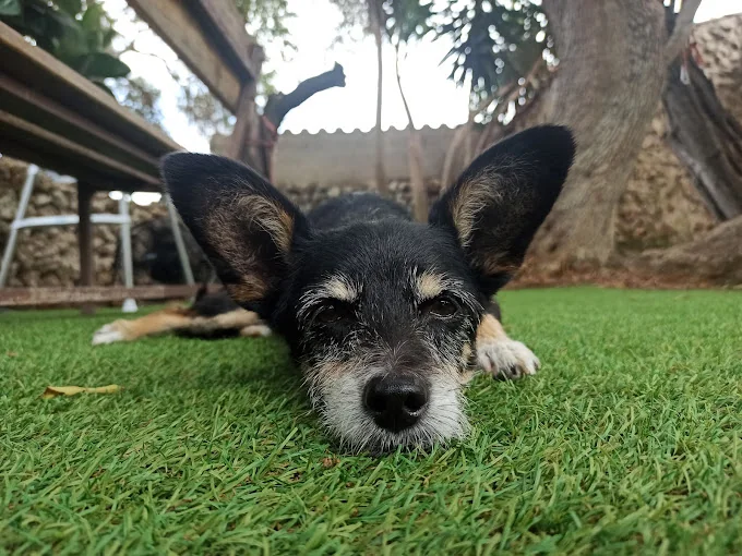 Residencia canina y felina SON AMAT