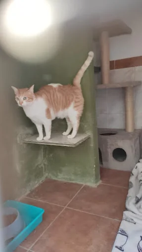 Residencia Felina