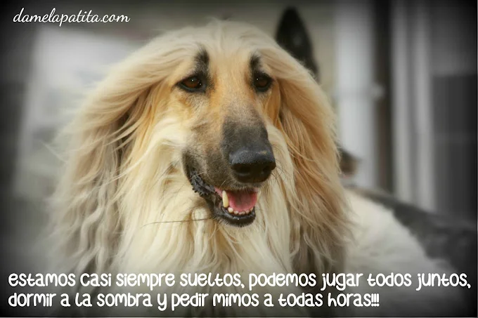 Residencia y Centro Canino Damelapatita.com