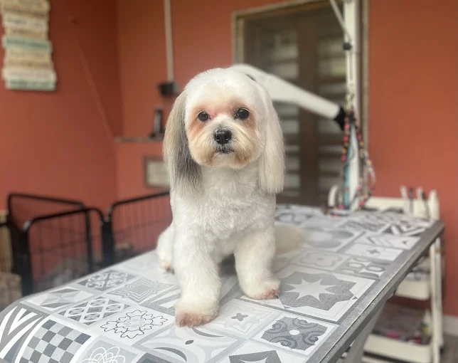 SACHA Peluquería y Guardería Canina