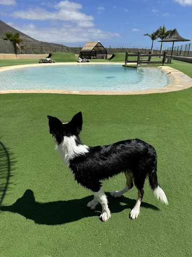 Santuario Josefina Rivero y su perro Willy