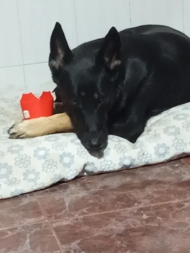 Serproanimal | Servei d'Adopcions i Mascotes Perdudes