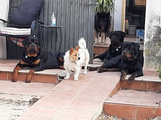 Sierra Pelada Cuidado mascotas. Boarding kennels & cattery