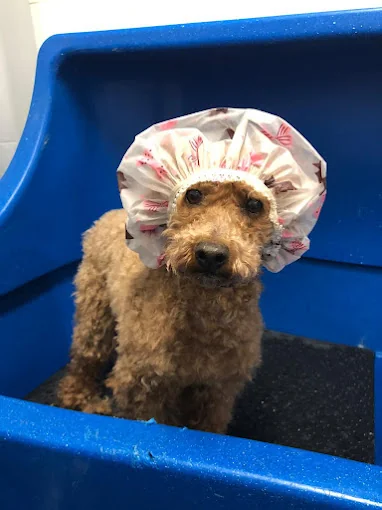 Spa Ponlo Xulo Peluquería y Estética Canina Born