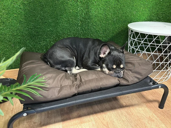 The Dogg Hotel & Spa