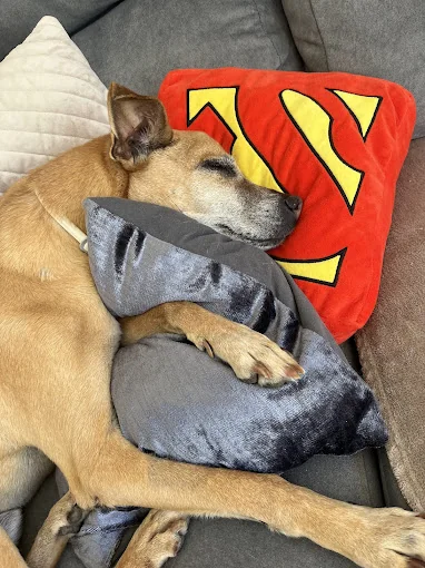 ThomTails Pet Sitting
