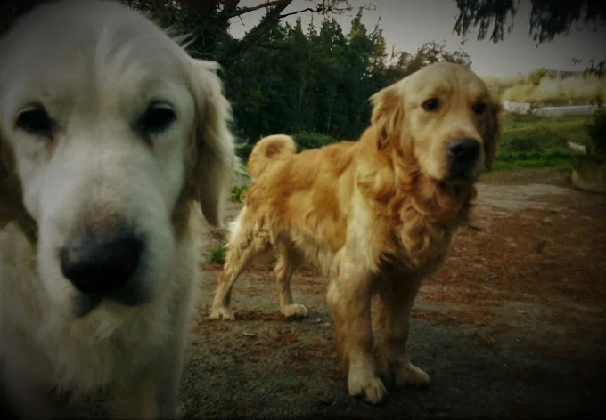 TXAKURARGI - Centro canino