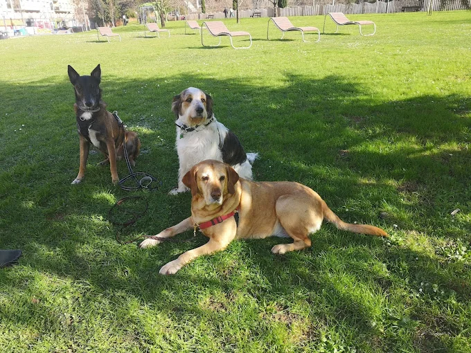 Txakurlove educación canina, alojamiento, guarderia, paseos y venta de productos
