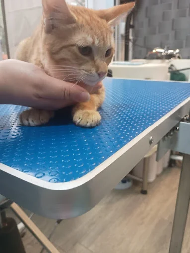 Txapoteando Felices Peluquería Canina y Felina ,guarderia