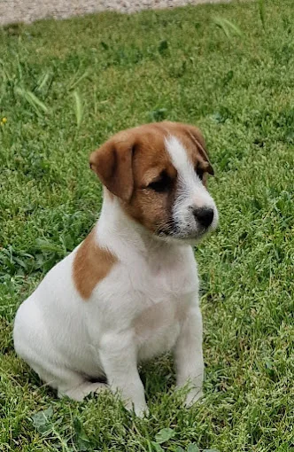 VilaDesCans Residència Canina - Criadores de Jack Russell Terrier - Girona