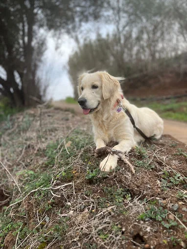 Villa Billy Residencia Canina