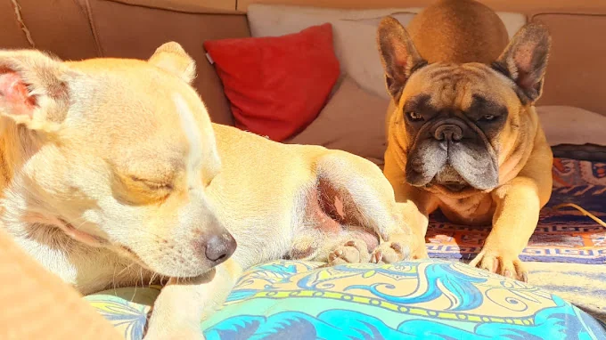 VIP Dog Hotel