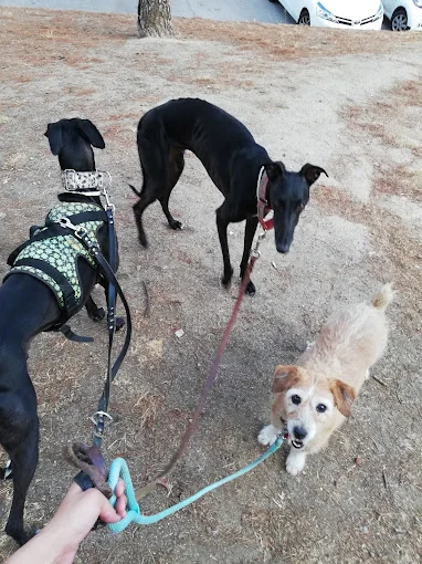 Virginia Pet Sitter - Guardería de mascotas VJ - Paseos para perros y cuidadora
