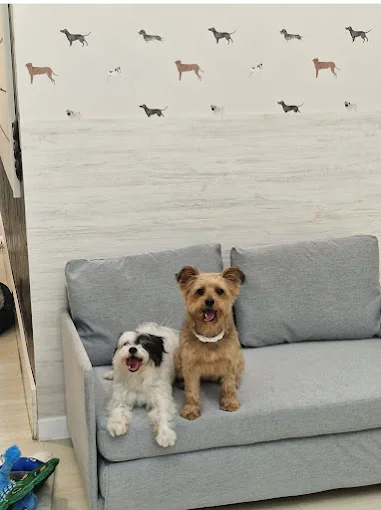 Vive Pets (Bº Salamanca) Hotel 24h, guardería y peluquería canina