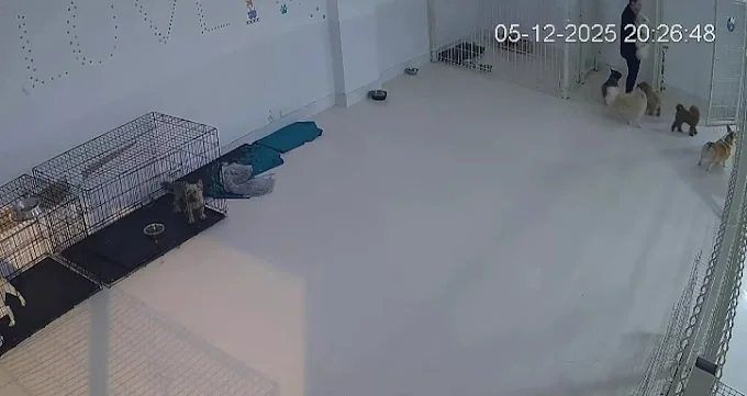 Vive Pets (San Sebastián de los Reyes) Hotel 24h, guardería y peluquería canina
