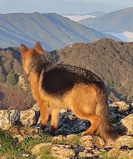 WorkingDog Solutions S.L.