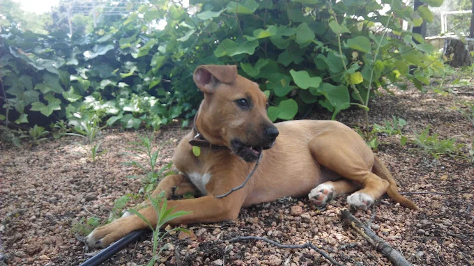 Yucacán. Guardería canina